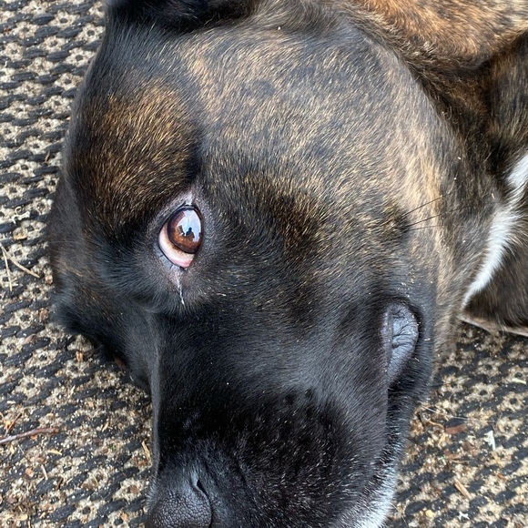 Meet your Posher, Nicole - Picture 1 of 1